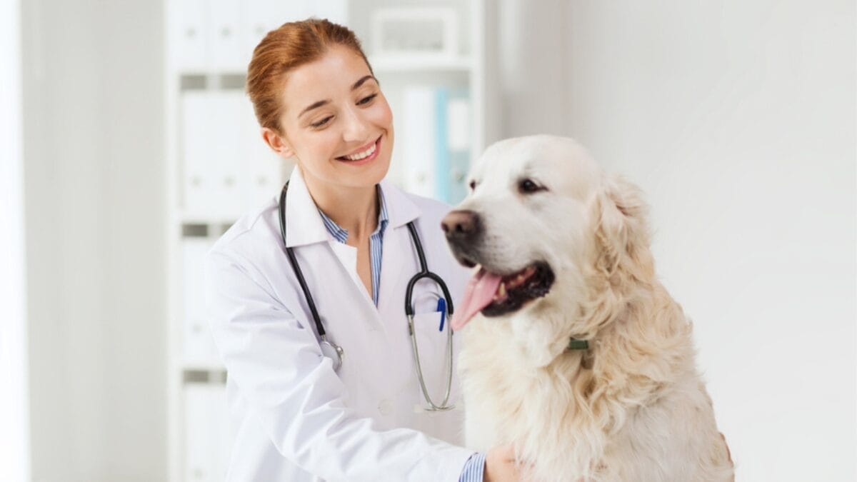 Simple Homemade Diabetic Dog Food Recipe 5 Simple Homemade Diabetic Dog Food Recipe - white dog in vet ss447818140