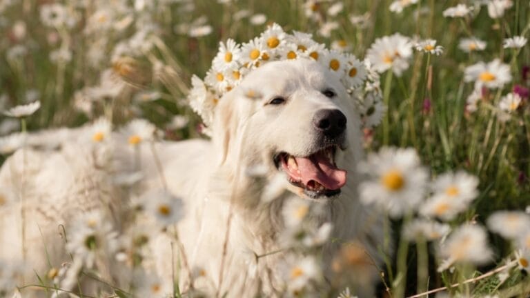 10 Of The World's Most Beautiful Dogs, According to Science 6 10 Of The World's Most Beautiful Dogs, According to Science - white dog with flowers ss2399853343