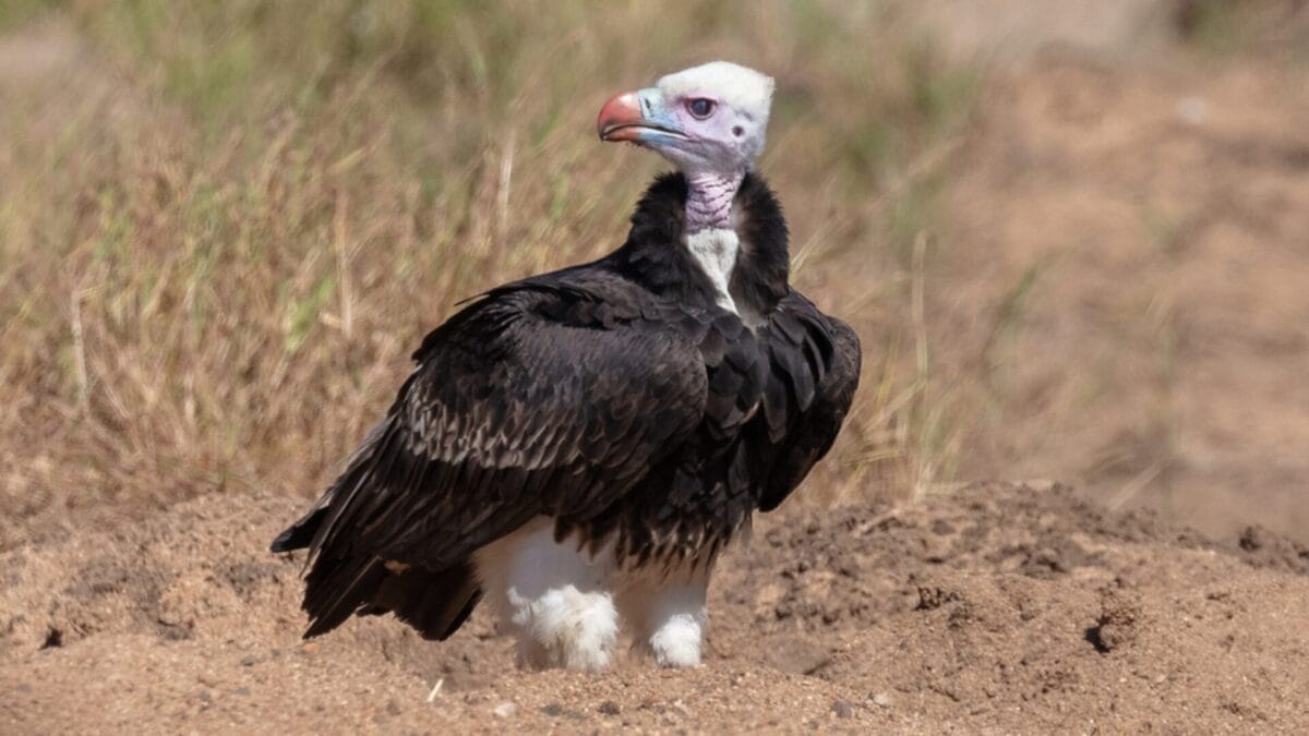 12 Unusual Birds with White Colored Heads & How to Tell Them Apart - white headed vulture ss2013438734