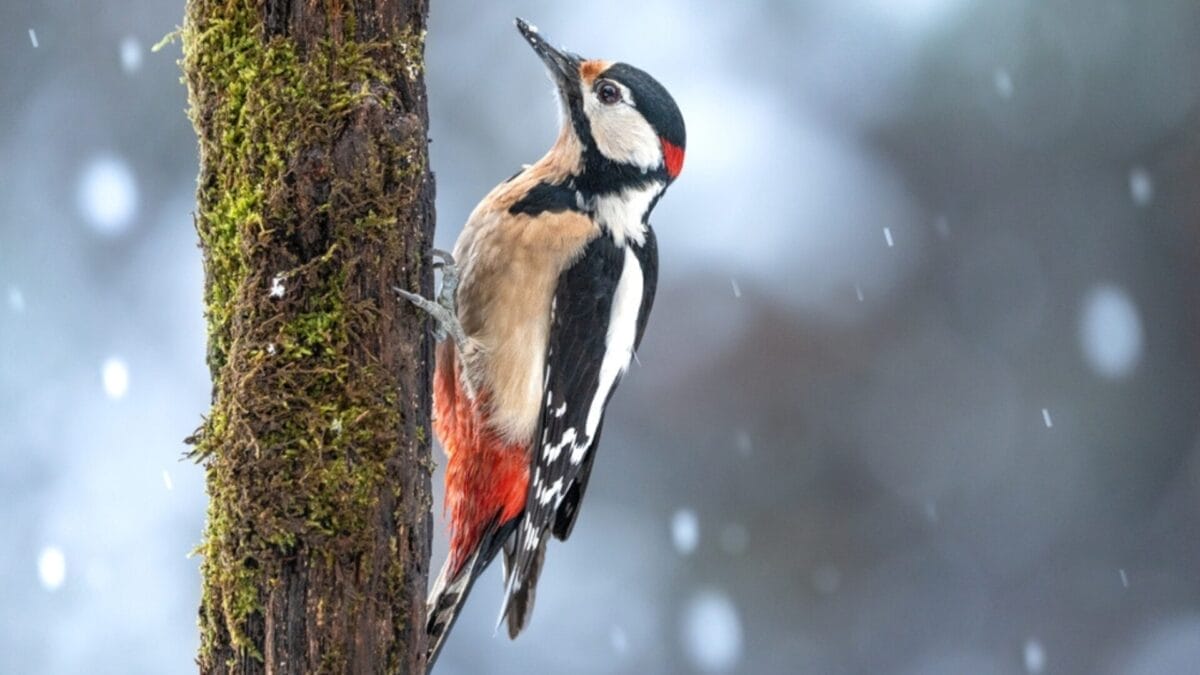 12 Unusual Birds with White Colored Heads & How to Tell Them Apart - white headed woodpecker ss2323362627