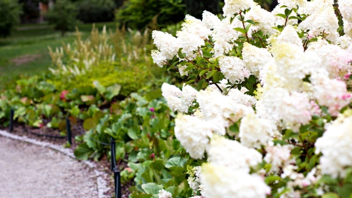 10 Tips for Perfectly Growing Hydrangeas 3 10 Tips for Perfectly Growing Hydrangeas - white hydrangea flowers dp302628104