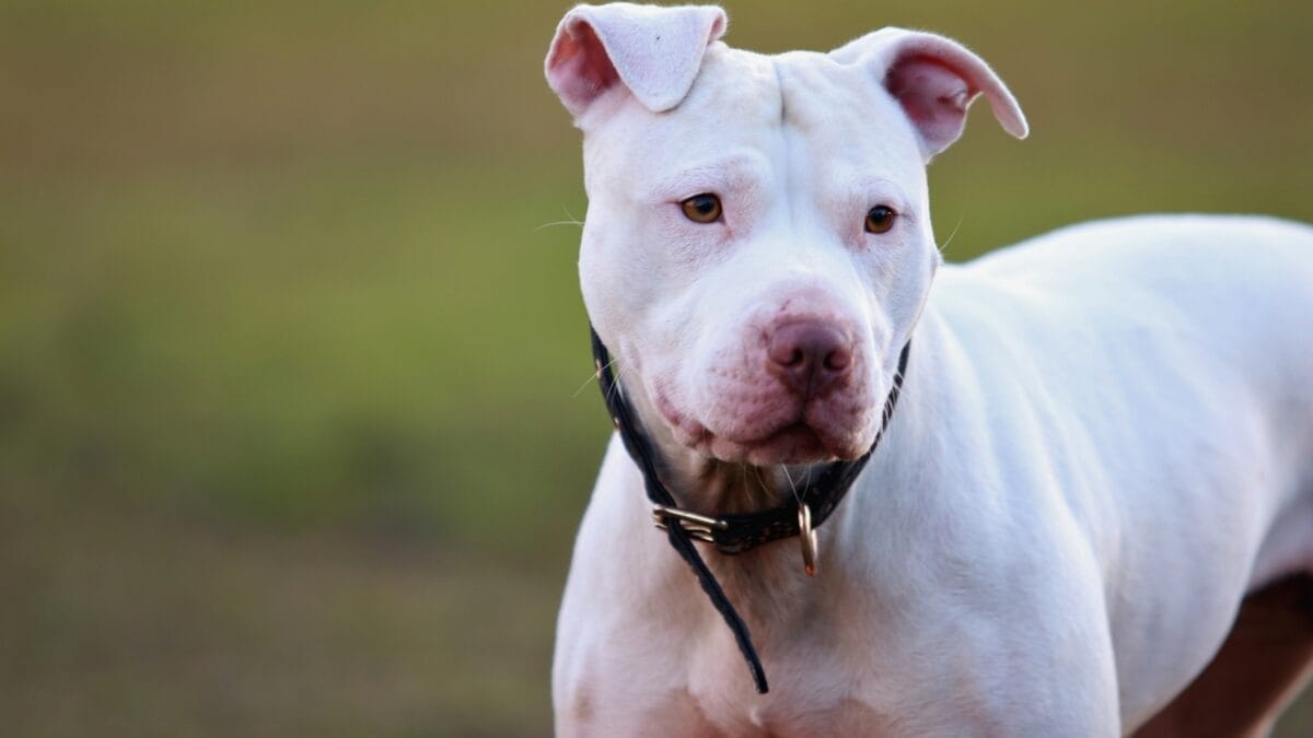 11 Rare & Unique Pitbull Colors Most Have Never Seen 8 11 Rare & Unique Pitbull Colors Most Have Never Seen - white pitbull ss1783540136