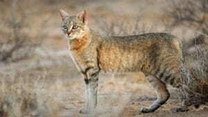 10 Cat Breeds That Look Like Wild Animals 1 10 Cat Breeds That Look Like Wild Animals - wild cat ss752652904