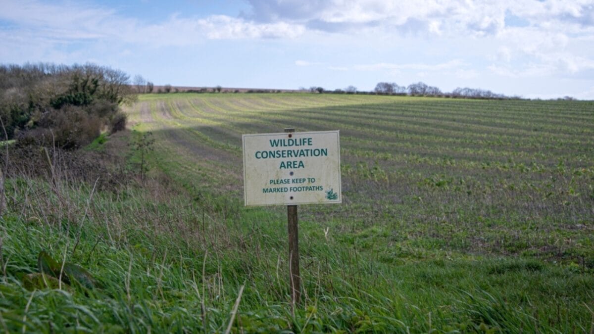 'Super Predator': The Animal in Africa That Even Lions Fear 4 'Super Predator': The Animal in Africa That Even Lions Fear - wildlife conservation ss2285663101