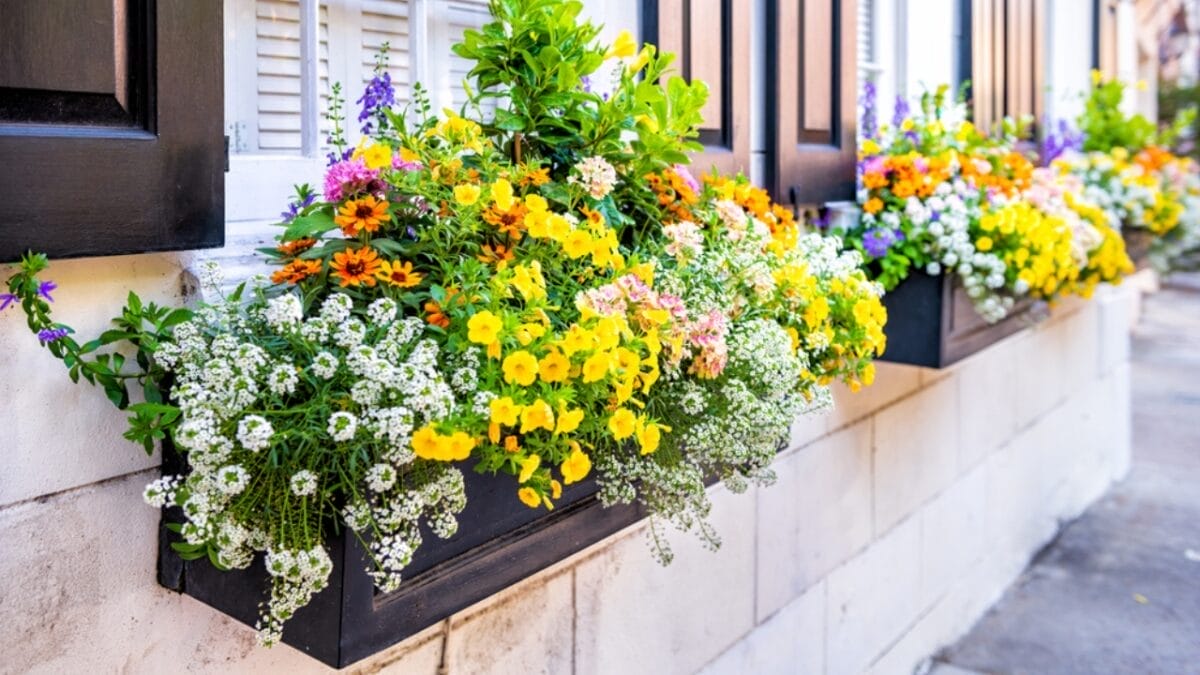 20 Curb Appeal Ideas to Supercharge Your Home's Value - window boxes ss1938652801