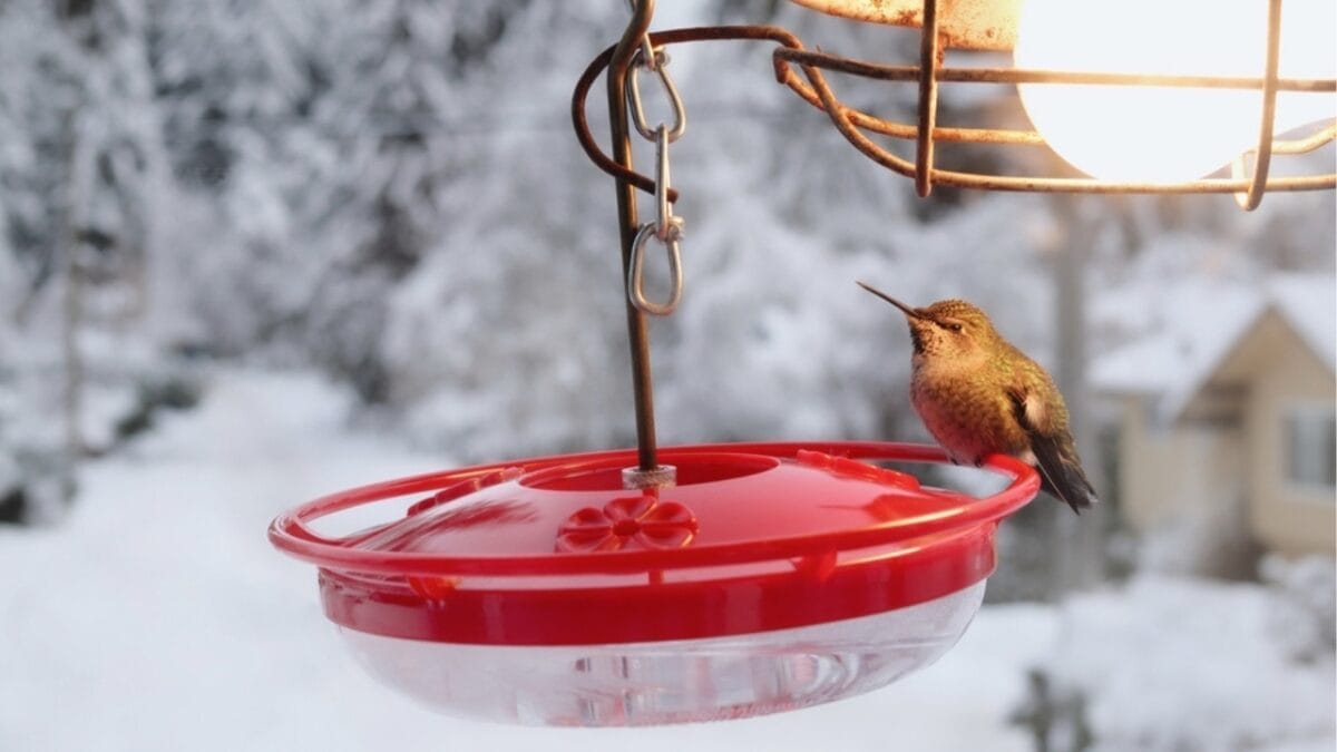 6-Steps for Perfectly Timing When to Put Out Hummingbird Feeders 5 6-Steps for Perfectly Timing When to Put Out Hummingbird Feeders - winter feeding ss2241009549