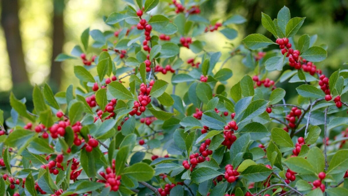 Brighten Your Winter Garden with These 16 Red Berry Shrubs 2 Brighten Your Winter Garden with These 16 Red Berry Shrubs - winterberry plant ss1524356390