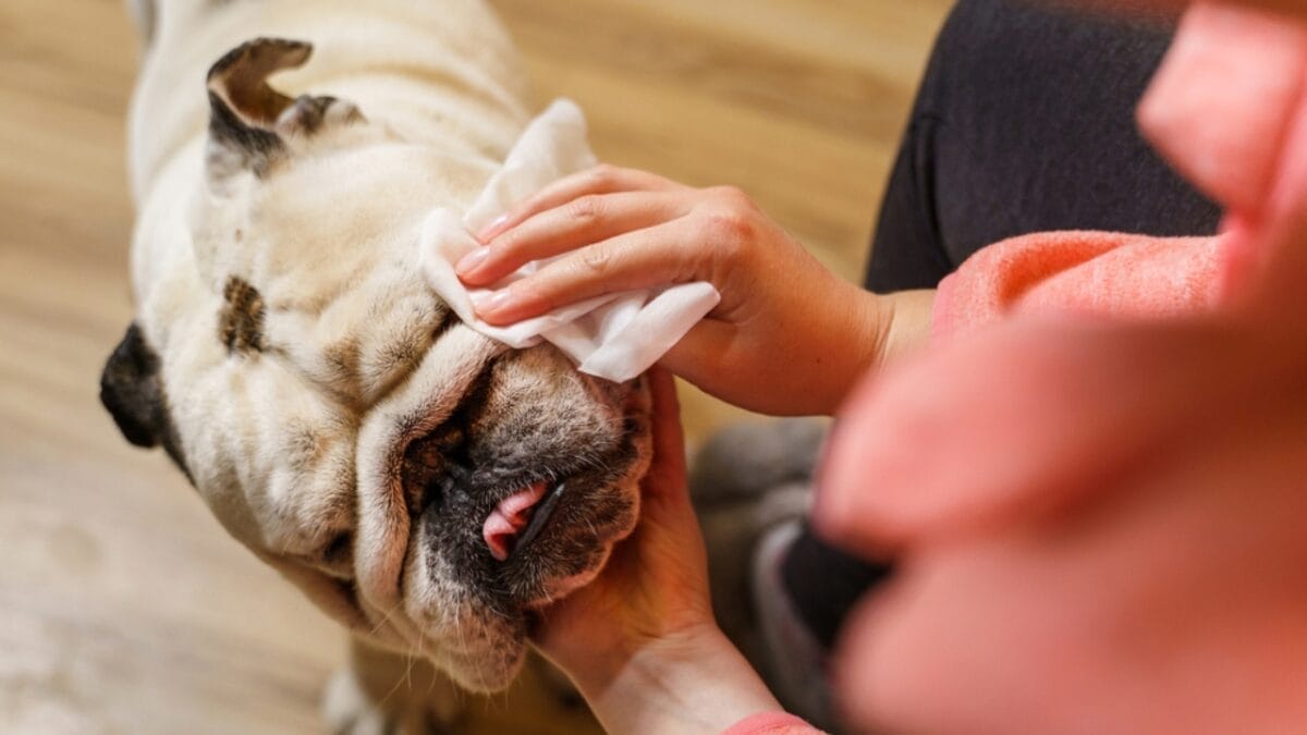 10 Need-to-Know Tips for First-Time Bulldog Owners 2 10 Need-to-Know Tips for First-Time Bulldog Owners - wipes for bulldog ss1855402927