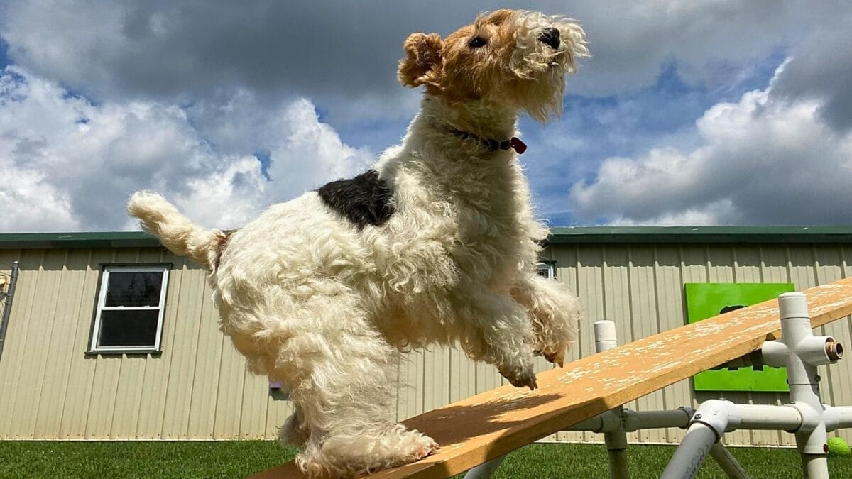 35 Fun Ways to Keep Your Dog Entertained Indoors - wire fox terrier agility ss2441405911