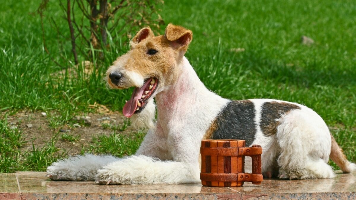 Genius Unleashed: 8 Fun Tricks Your Wire Fox Terrier Can Master 3 Genius Unleashed: 8 Fun Tricks Your Wire Fox Terrier Can Master - wire fox terrier charming dog ss46489111