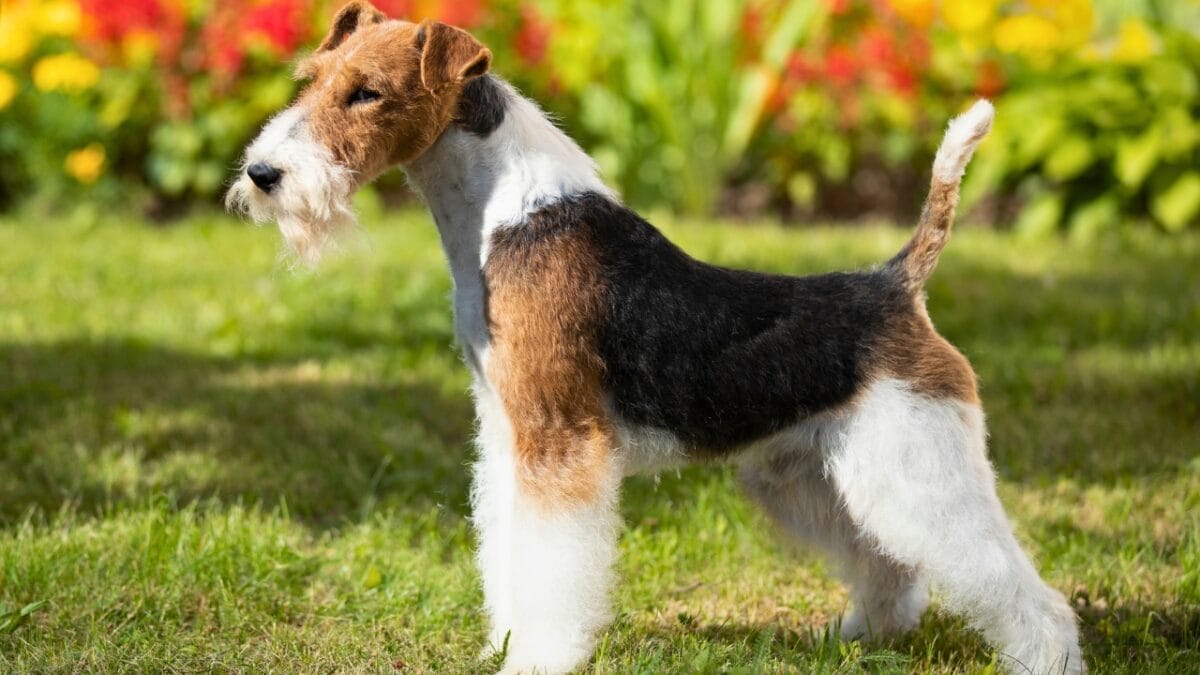 8 Reasons to Fall in Love With the Wire Fox Terrier 3 8 Reasons to Fall in Love With the Wire Fox Terrier - wire fox terrier coat ss1874037580