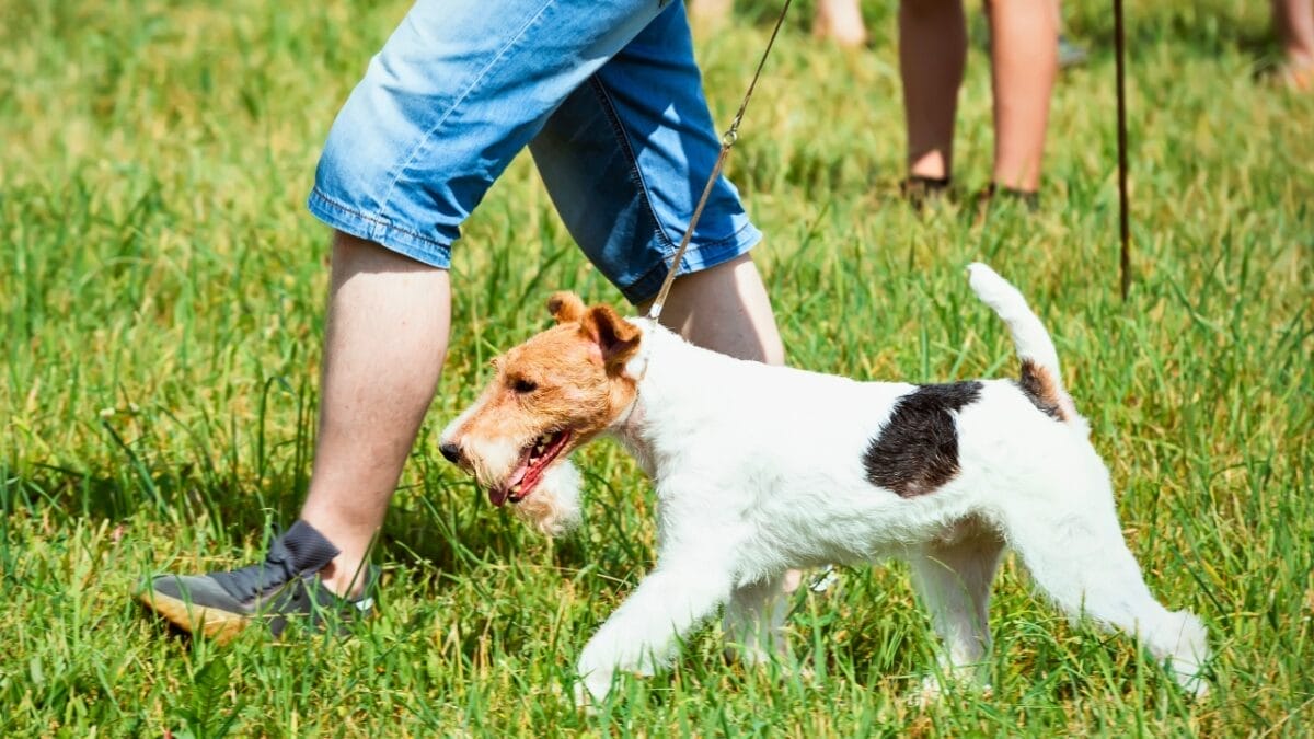 8 Reasons to Fall in Love With the Wire Fox Terrier 9 8 Reasons to Fall in Love With the Wire Fox Terrier - wire fox terrier companion ss1998125507