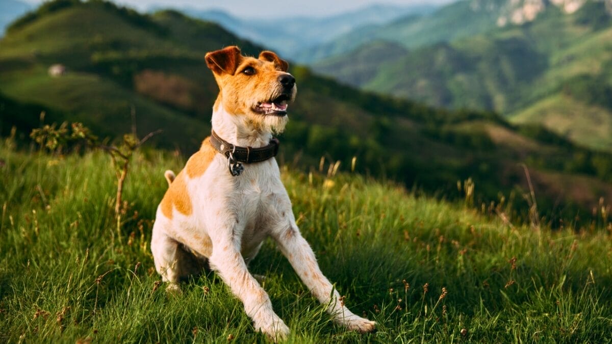 8 Reasons to Fall in Love With the Wire Fox Terrier 2 8 Reasons to Fall in Love With the Wire Fox Terrier - wire fox terrier dogs ss1373595869