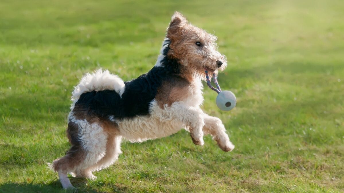 8 Reasons to Fall in Love With the Wire Fox Terrier 4 8 Reasons to Fall in Love With the Wire Fox Terrier - wire fox terrier enthusiasm ss1464329867