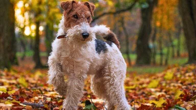 8 Reasons to Fall in Love With the Wire Fox Terrier 9 8 Reasons to Fall in Love With the Wire Fox Terrier - wire fox terrier hunter ss1993231469
