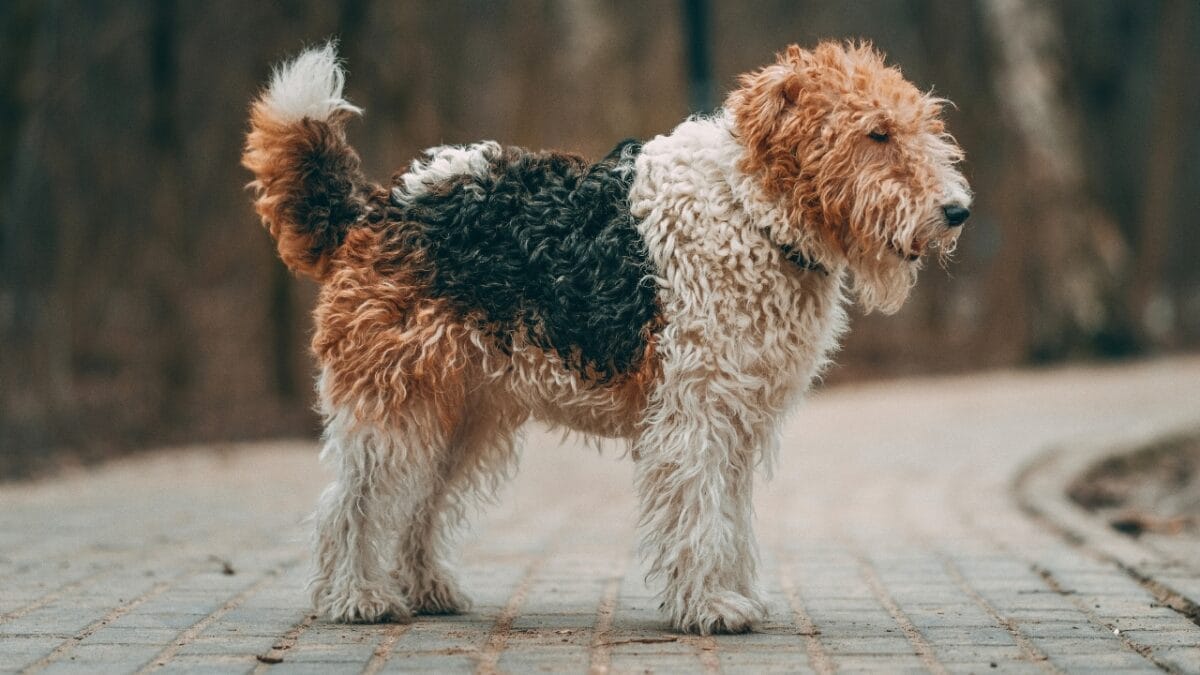 8 Reasons to Fall in Love With the Wire Fox Terrier 6 8 Reasons to Fall in Love With the Wire Fox Terrier - wire fox terrier low maintenance grooming ss2286874153
