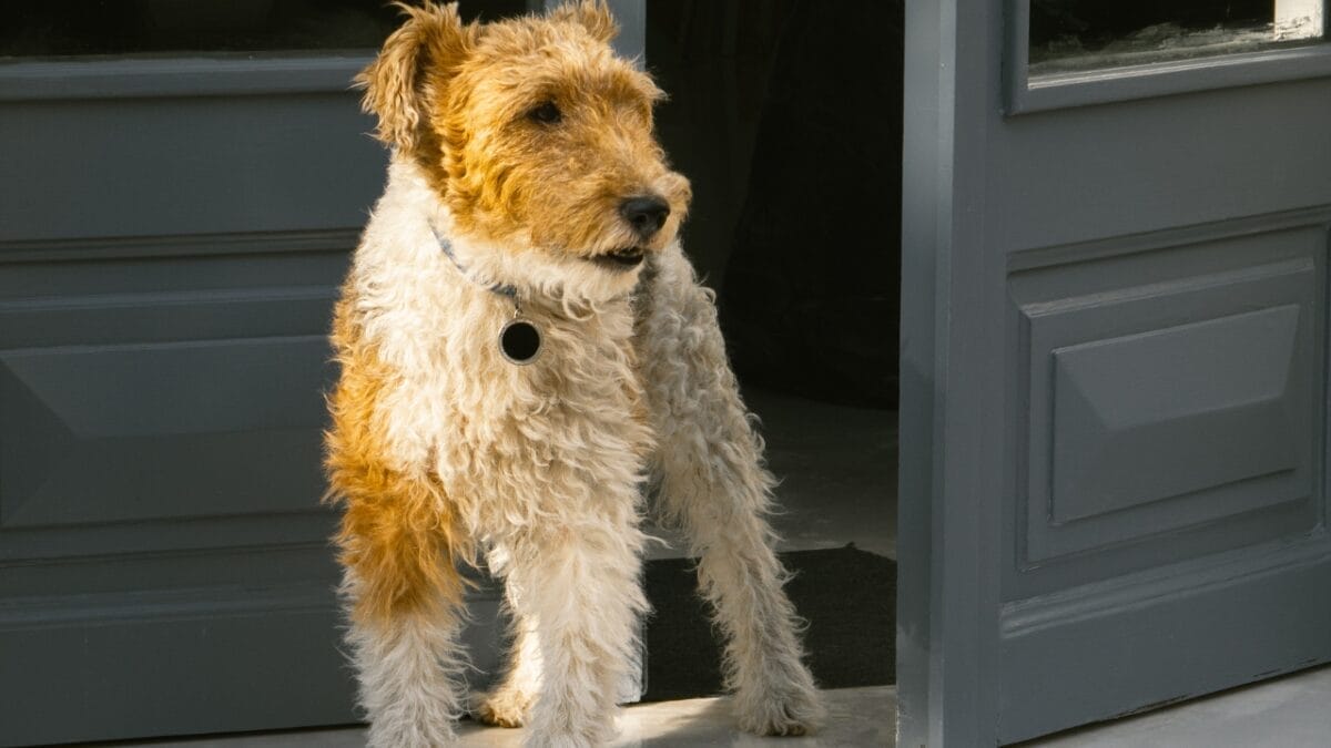 8 Reasons to Fall in Love With the Wire Fox Terrier 7 8 Reasons to Fall in Love With the Wire Fox Terrier - wire fox terrier watchdog ss2206205195