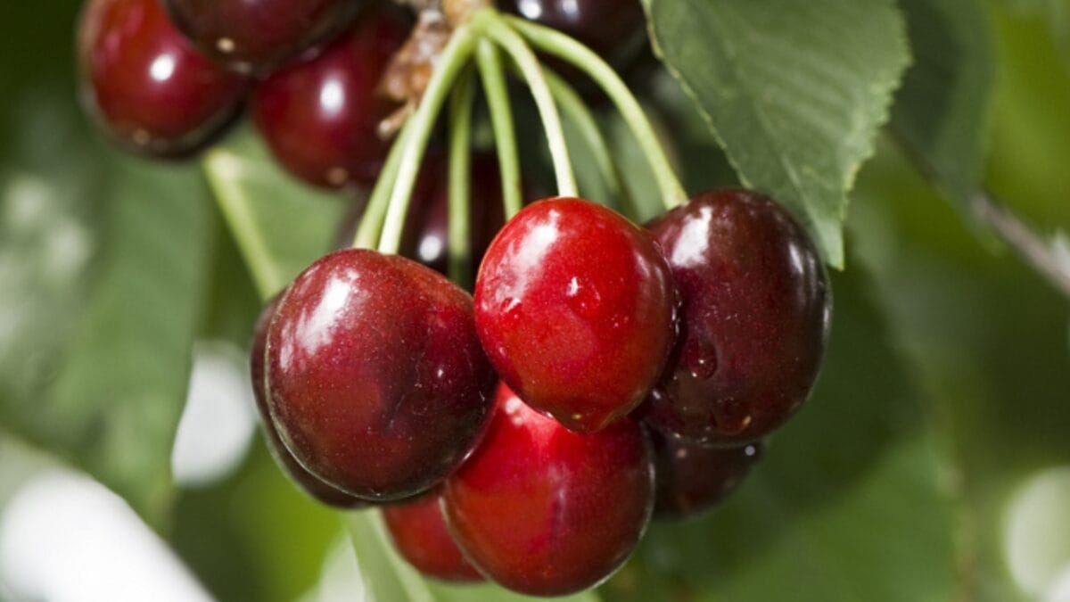 The Top 10 Cherry-Producing States in the U.S. 8 The Top 10 Cherry-Producing States in the U.S. - wisconsin cherry ss34094560