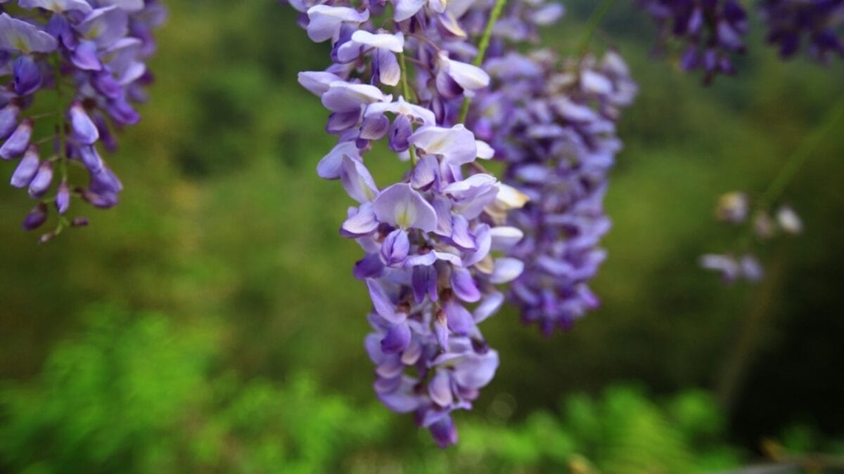 17 Plants That Add Beauty & Amazing Scents to Your Yard 11 17 Plants That Add Beauty & Amazing Scents to Your Yard - wisteria ss2443052197