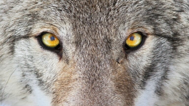 8 Formidable Predators That Can Take Down Wolves 5 8 Formidable Predators That Can Take Down Wolves - wolf close up ss527898781
