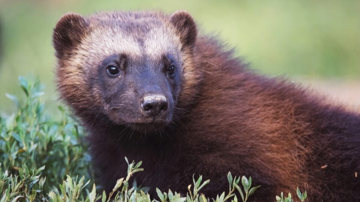 15 of the Most Extreme Animals Roaming Wild in North America - wolverine ss682364323