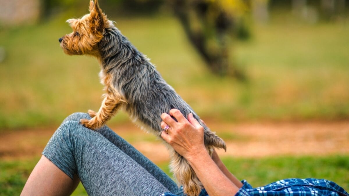 10 Facts about Australian Terriers That Few People Know About - woman holding aus terrier dog ss1544761466