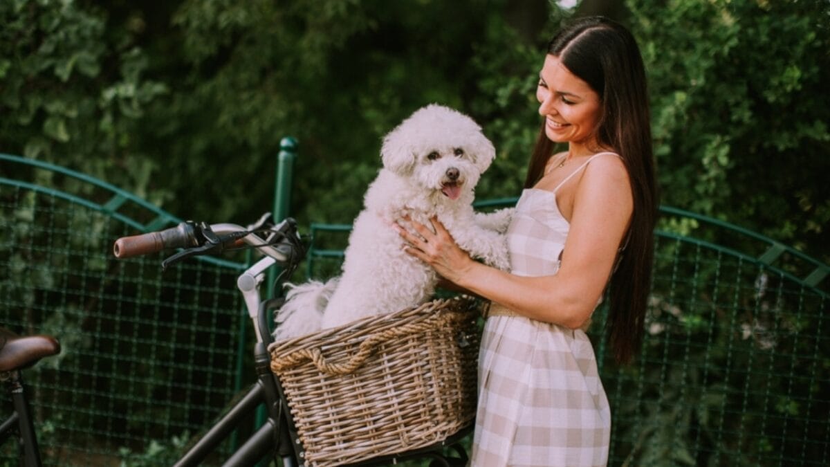 10 Reasons Bichon Frises are More Than Just Cute Faces - woman holding bichon dog bike basket ss2229129235