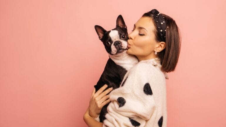 The Legacy of WWI Sgt. Stubby: 10 Educational Facts About Boston Terriers 8 The Legacy of WWI Sgt. Stubby: 10 Educational Facts About Boston Terriers - woman holding boston terrier dog ss2154207531