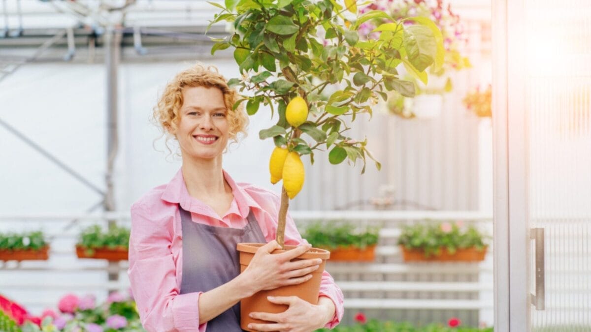Growing Lemons in a Cup Step-by-Step 8 Growing Lemons in a Cup Step-by-Step - woman holding lemon ss1973523209