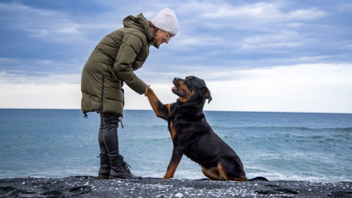 17 Strongest Dog Breeds That Prove Power Comes With Loyalty 3 17 Strongest Dog Breeds That Prove Power Comes With Loyalty - woman holding rottweiler dog paw ss2165191115
