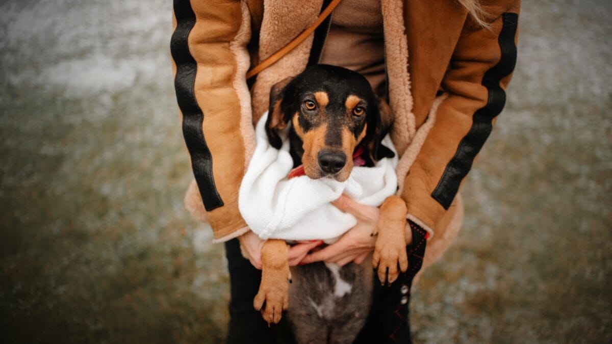 10 Unexpected Facts About the American English Coonhound 11 10 Unexpected Facts About the American English Coonhound - woman hugging coonhound dog dp371036706