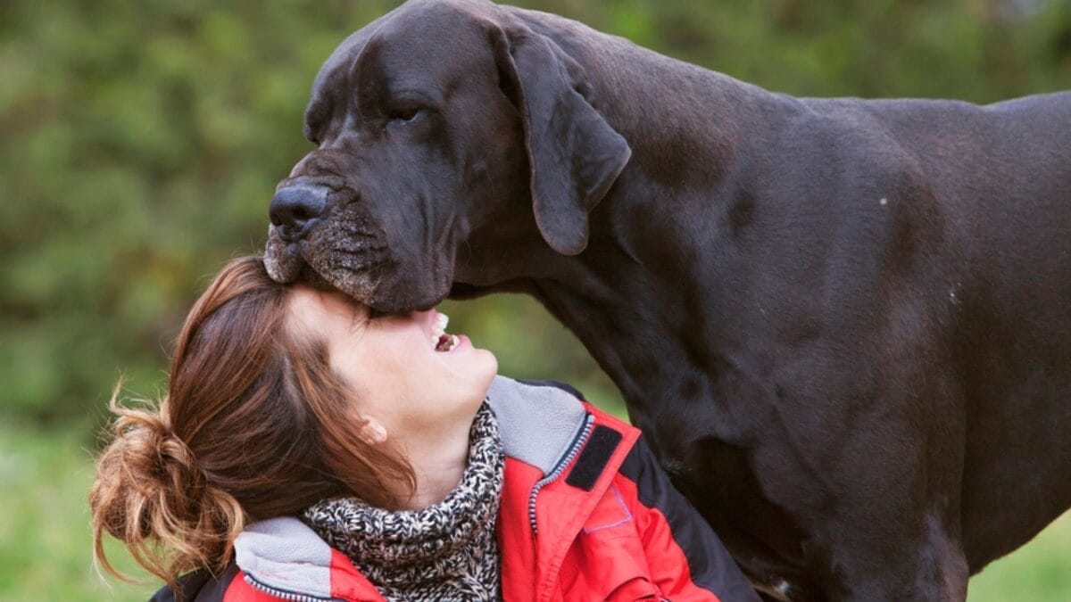 15 Dog Myths That Deserve to Be Dispelled 9 15 Dog Myths That Deserve to Be Dispelled - woman kissing great dane dog dp27418747