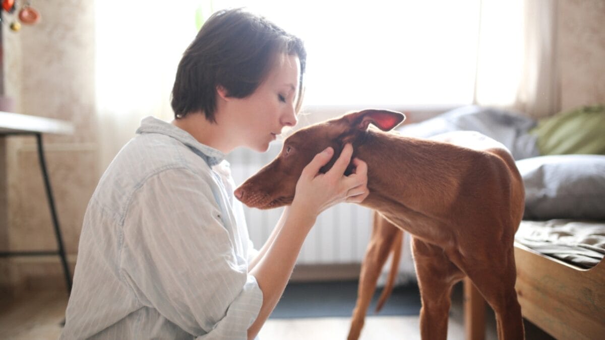 The Blushing Dog: 10 Facts Every Dog Lover Should Know About Pharaoh Hounds 3 The Blushing Dog: 10 Facts Every Dog Lover Should Know About Pharaoh Hounds - woman kissing pharaoh hound dog ss1376679365