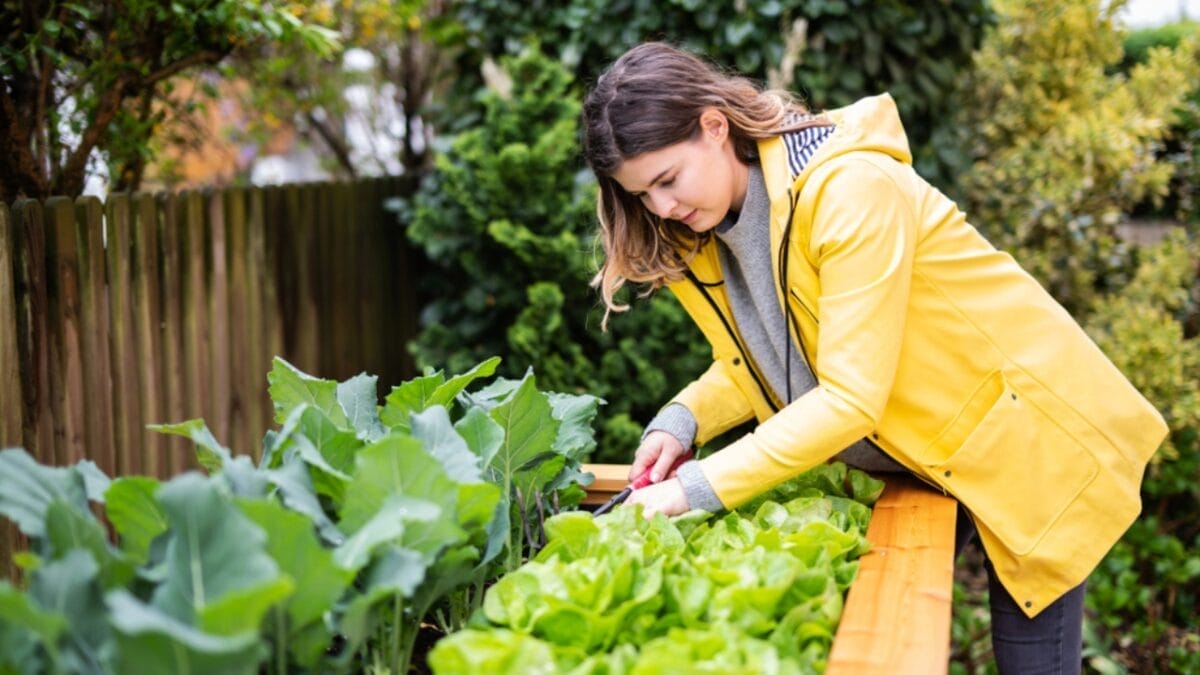 Bountiful Raised Garden Beds in 9 Easy Steps - woman planting raised garden bed ss1401400742