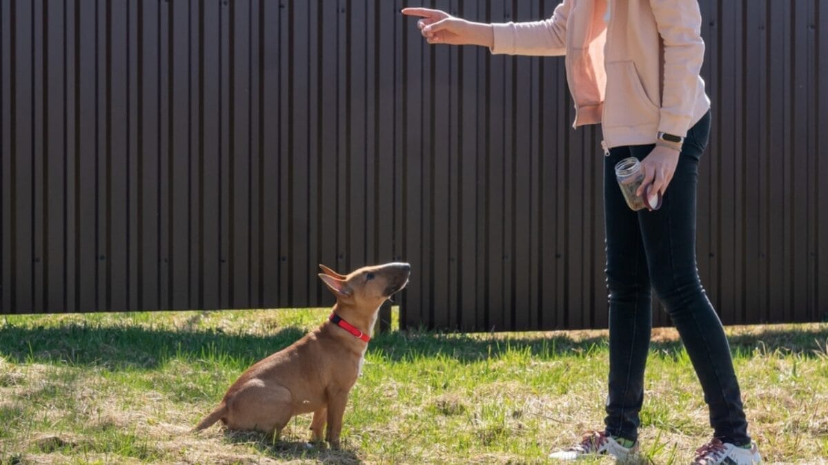 15 Dog Training Pitfalls to Avoid for a Better Bond with Your Pet 7 15 Dog Training Pitfalls to Avoid for a Better Bond with Your Pet - woman training mini bull terrier dog ss2152425135