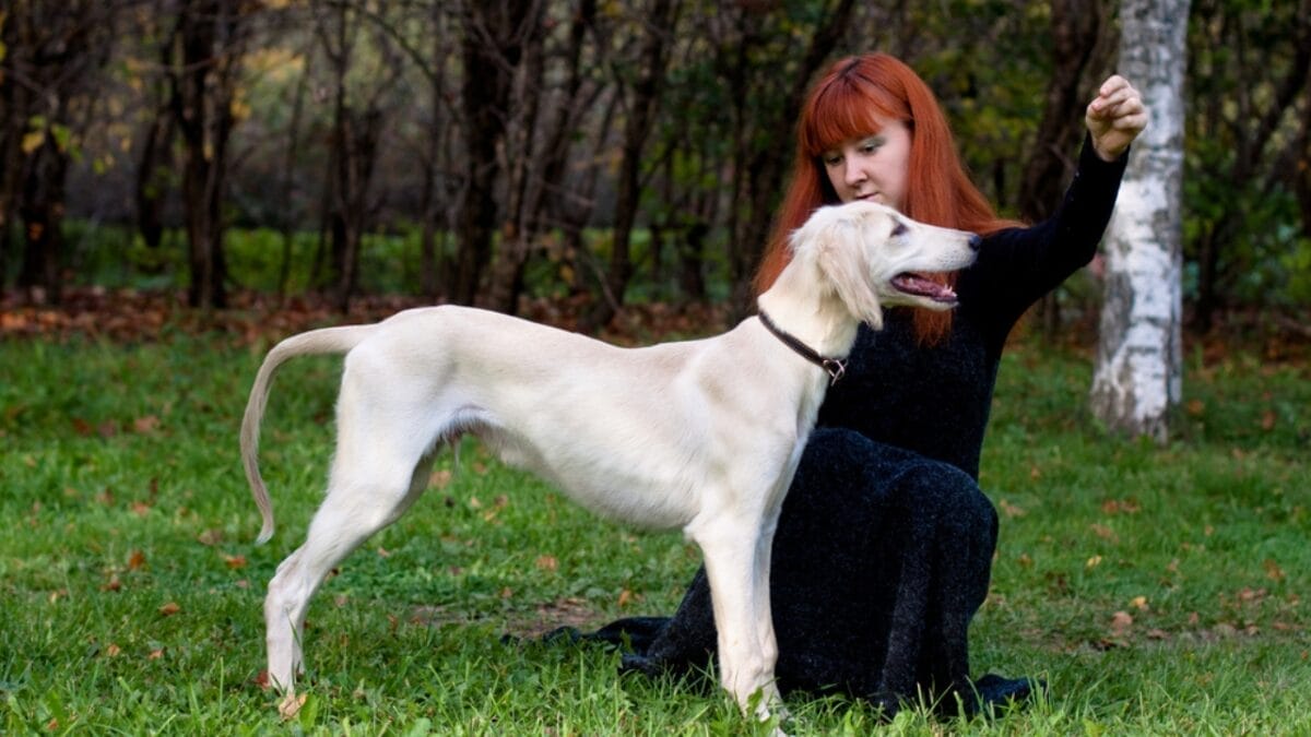 8 Unique Traits That Have Made Saluki Dogs Cherished Companions for Millennia 6 8 Unique Traits That Have Made Saluki Dogs Cherished Companions for Millennia - woman training saluki dog ss90981044