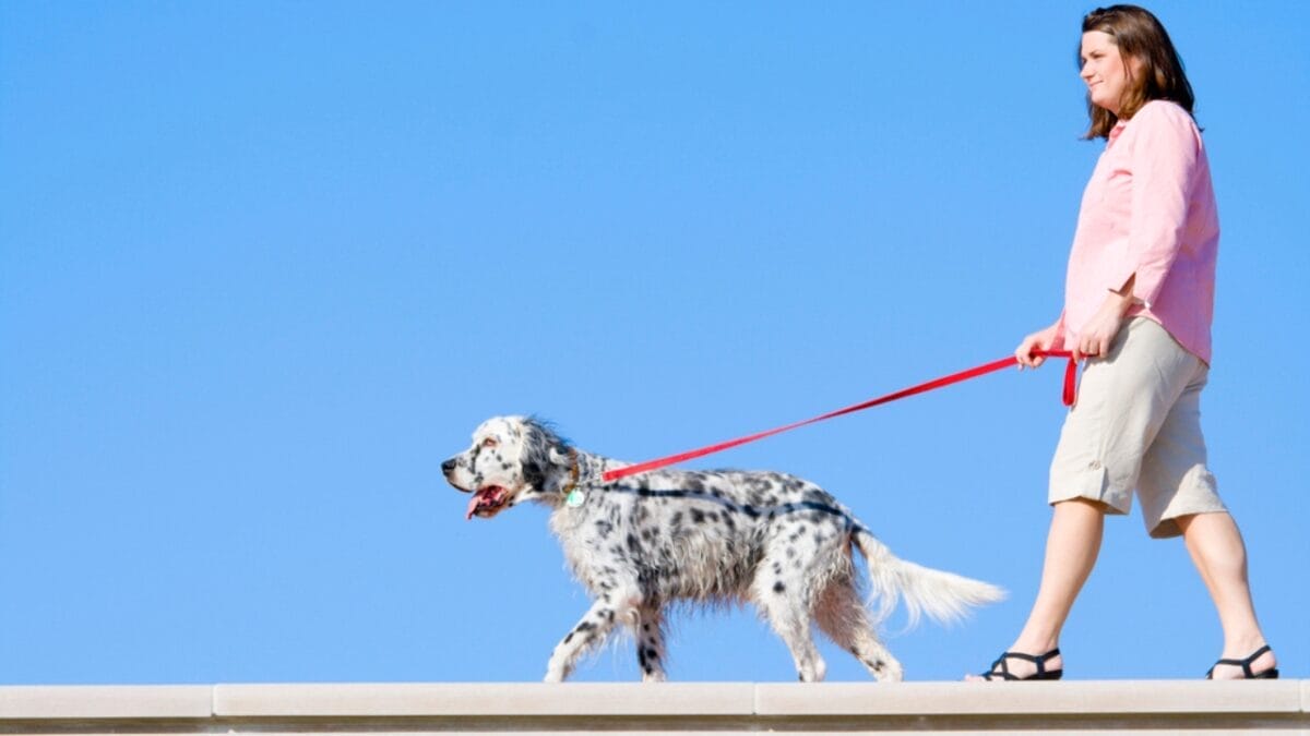 10 Things Only Devoted English Setter Lovers Know 5 10 Things Only Devoted English Setter Lovers Know - woman training setter dog leash dp2451711