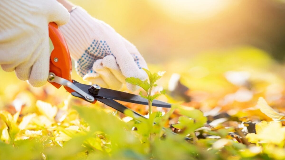 7 Tips to Keep Your Flowerbeds Pristine 4 7 Tips to Keep Your Flowerbeds Pristine - woman trimming grass ss1801601278