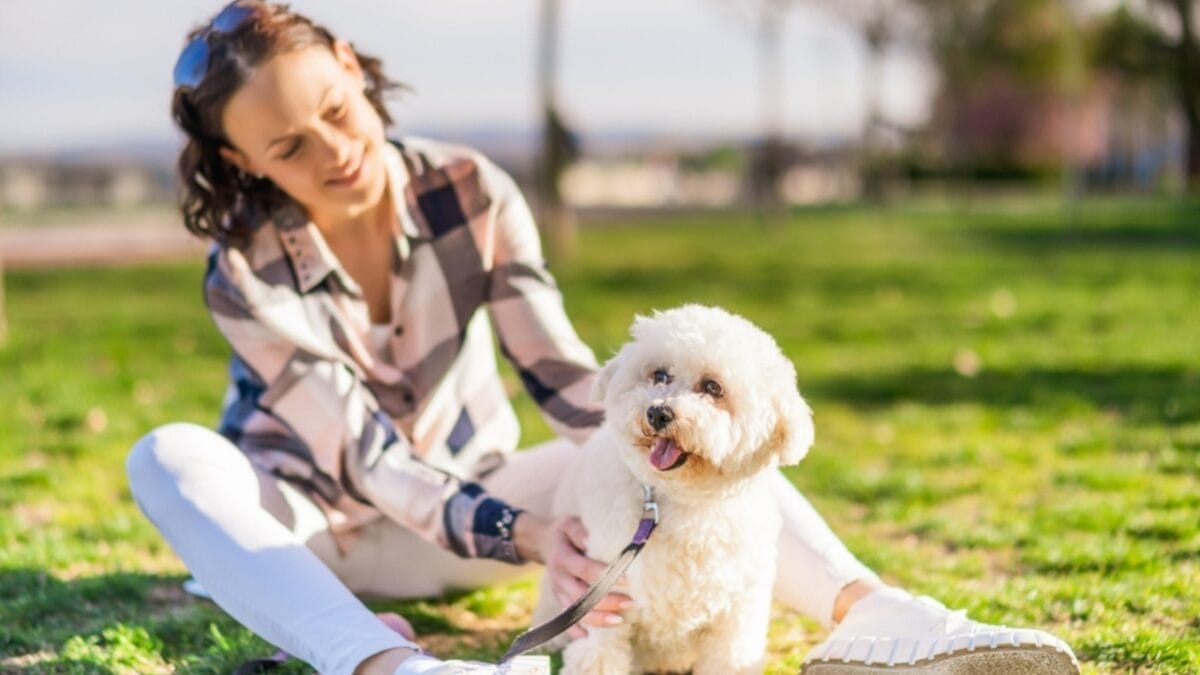 10 Reasons Bichon Frises are More Than Just Cute Faces - woman with bichon smiling ss2274191839