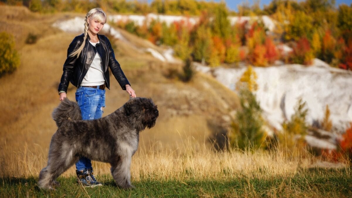 The Bouvier des Flandres: From WWI War Hero to Home Protector 10 The Bouvier des Flandres: From WWI War Hero to Home Protector - woman with bouvier dog ss677995330