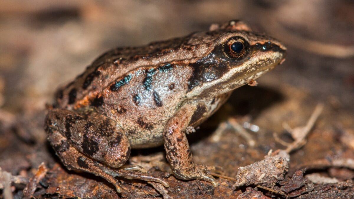 11 Remarkable Animals That Have Mastered Adaptation for Survival - wood frog ss794274328