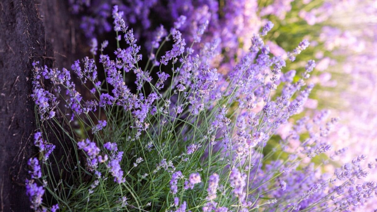 14 Sleep-Enhancing Bedroom Plants 3 14 Sleep-Enhancing Bedroom Plants - wooly lavender dp482713188
