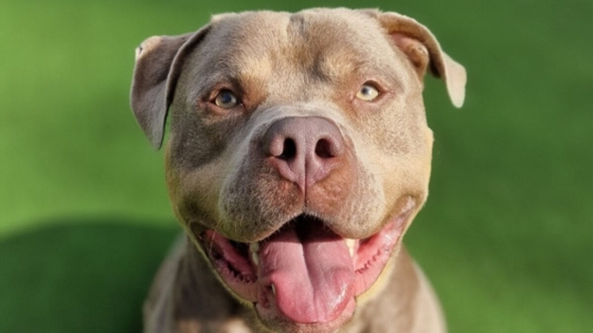 11 Facts About XL Bully Dogs That Potential Owners Should Know 12 11 Facts About XL Bully Dogs That Potential Owners Should Know - xl bully in grass ss2372364543