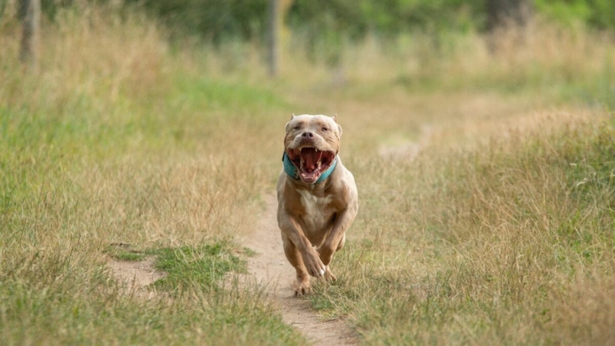 11 Facts About XL Bully Dogs That Potential Owners Should Know 6 11 Facts About XL Bully Dogs That Potential Owners Should Know - xl bully running ss2362116977