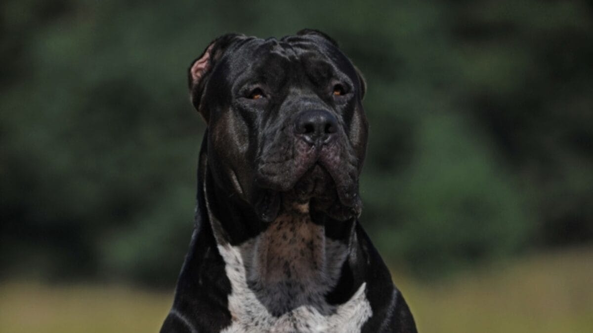 11 Facts About XL Bully Dogs That Potential Owners Should Know 5 11 Facts About XL Bully Dogs That Potential Owners Should Know - xl bully sitting ss2372823009