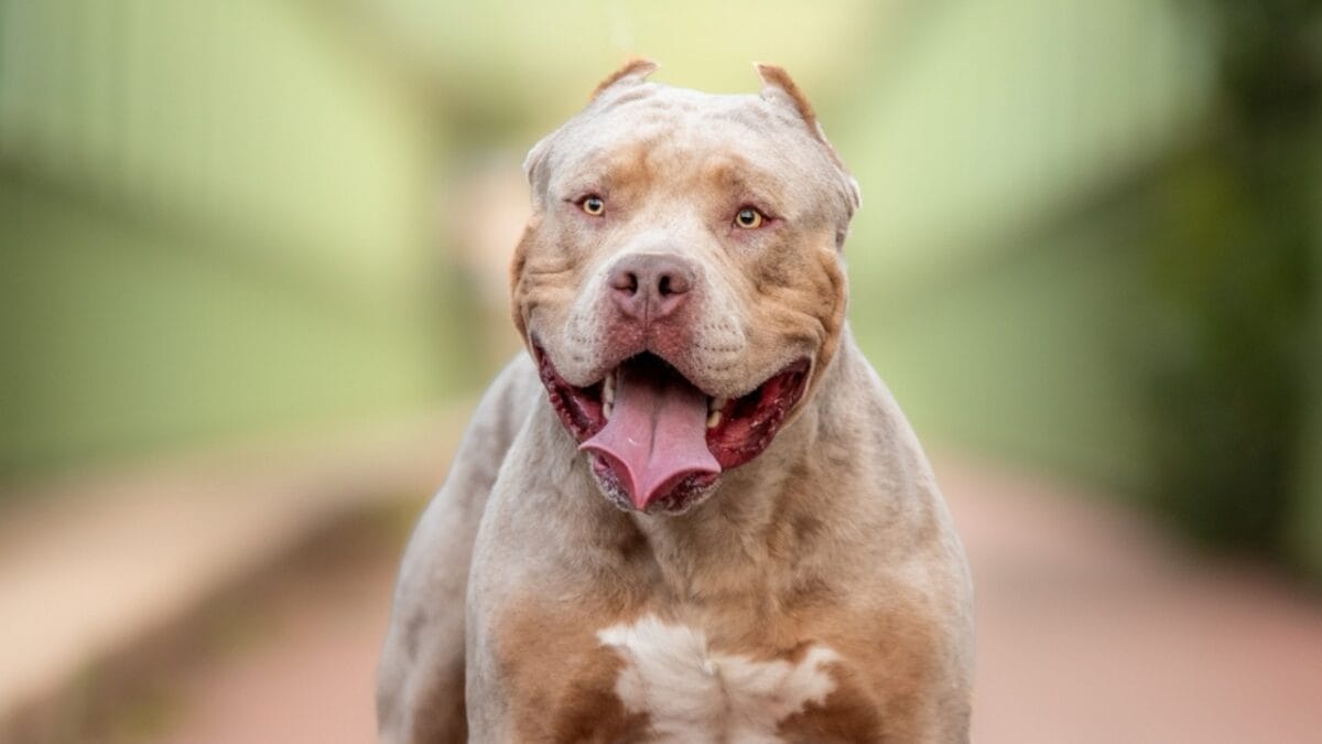 11 Facts About XL Bully Dogs That Potential Owners Should Know 10 11 Facts About XL Bully Dogs That Potential Owners Should Know - xl bully smiling ss2353368449