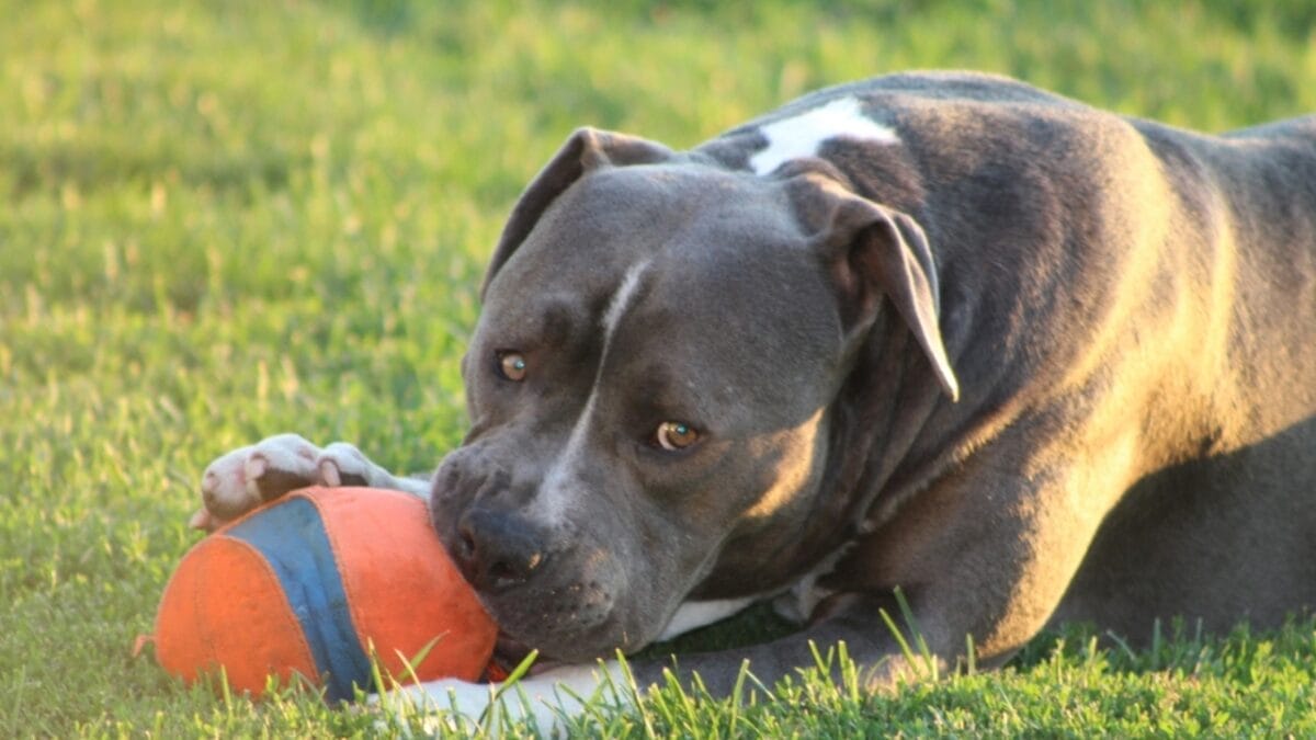 Choosing the Best & Safest Dog Toys for Your Furry Friend 6 Choosing the Best & Safest Dog Toys for Your Furry Friend - xl bully with toy ss2308240891