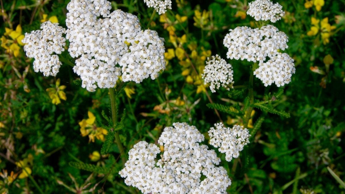 15 Plants Perfect for Starting Your Homegrown Tea Garden - yarrow flower dp676474480