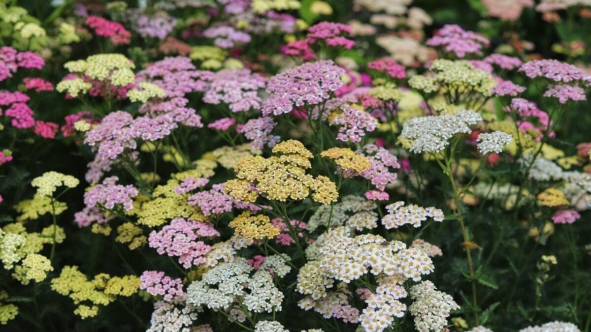 15 Medicinal Plants to Grow at Home for Everyday Use - yarrow ss2180741341