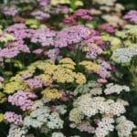 Say Goodbye to Weeds with These 15 Creeping Garden Path Plants 10 Say Goodbye to Weeds with These 15 Creeping Garden Path Plants - yarrow ss2180741341